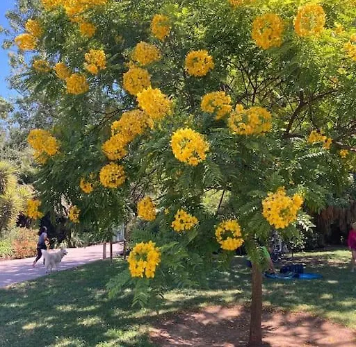 Nid Douillet A 耶尔